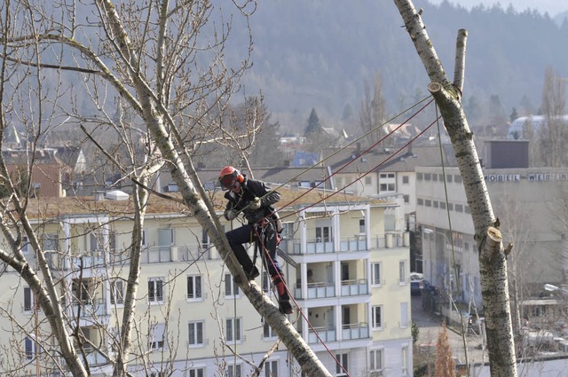 An der Heinrich-von-Stephan-Strae werden vier Bume gefllt.  | Foto: Ingo Schneider