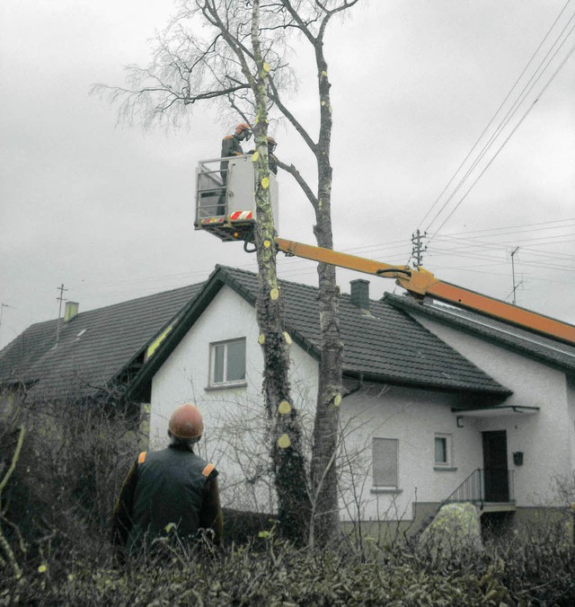 Professionelle Baumfller waren im Auf...kappen, die Stromleitungen gefhrden.   | Foto: Bernhard Senf