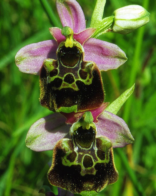 Auch die Orchideenart  &#8222;Hummelra...#8220; ist  am Kaiserstuhl zu finden.   | Foto: manischefski