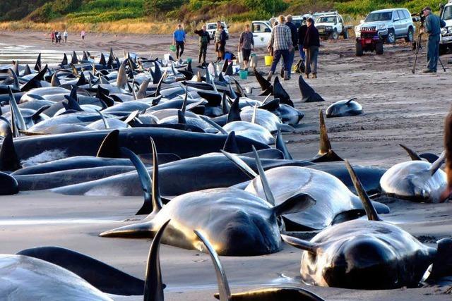 140 Wale verendet