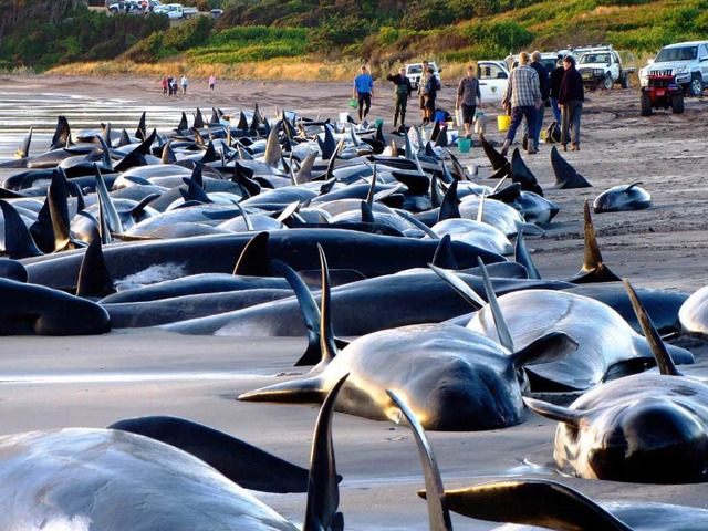 Fast 200 Wale und Delfine sind in Tasmanien gestrandet.  | Foto: dpa