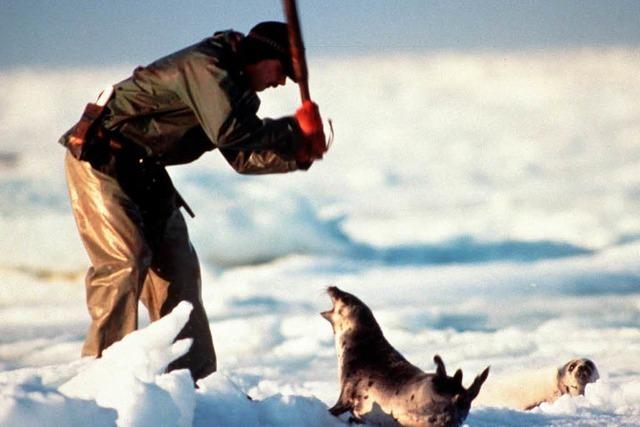 Kanada verteidigt Robbenjagd