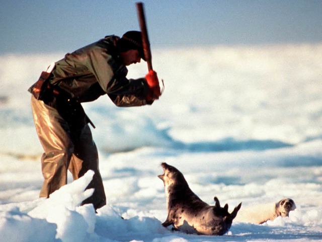 Robben-Produkte sollen nicht mehr nach Europa verkauft werden drfen.  | Foto: IFAW