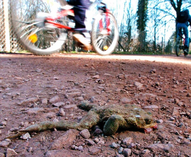 Aufgepasst! Derzeit sind die Krten am Hohbergsee wieder auf Wanderung.  | Foto: Michael Bamberger