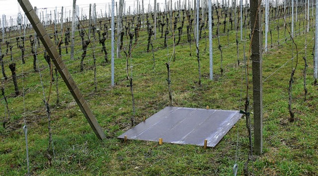 Bislang nur notdrftig gesichert ist d...Rebberg am Bienenbuckel in Oberachern.  | Foto: michaela gabriel