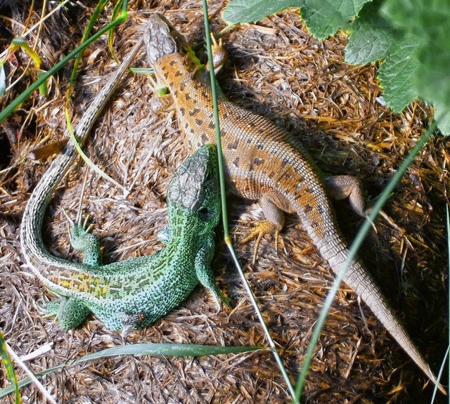 Zauneidechsen whrend der Paarungszeit   | Foto: huber