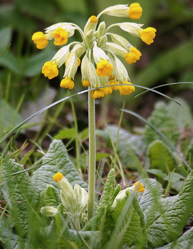 Auch die Schlsselblume kann im Garten angesiedelt werden.  | Foto: Rupp