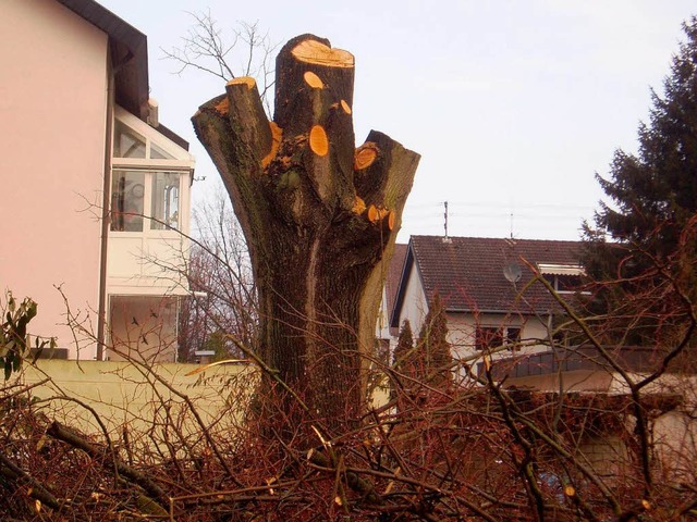 Immer wieder Streitobjekt: Baumfllakt...rundstcken wie hier in Kollmarsreute.  | Foto: Janzing