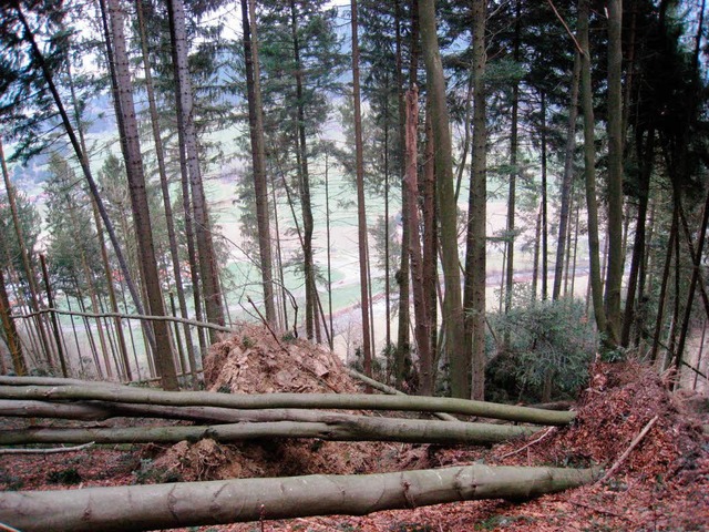 Die Flchen der Forstreviere im Elz- u...nswldertal  wurden neu zugeschnitten.  | Foto: Gerda Oswald