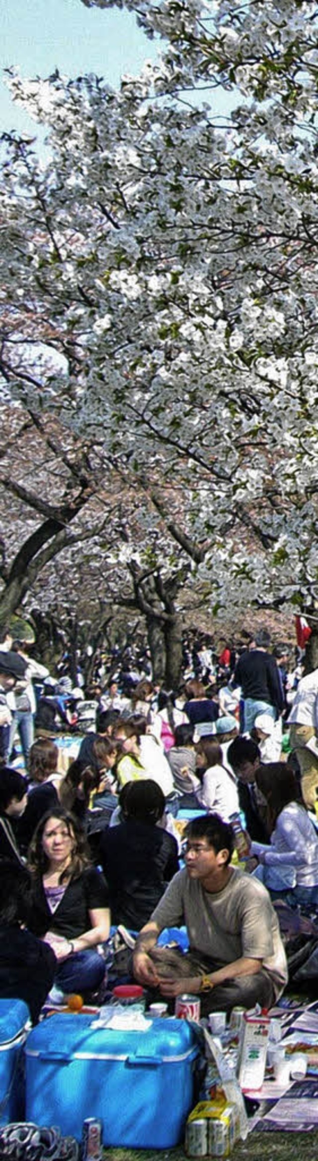 Partystimmung unter Kirschbumen: In d...sitzen die Hanami-Fans dicht gedrngt.  | Foto: dpa-tmn