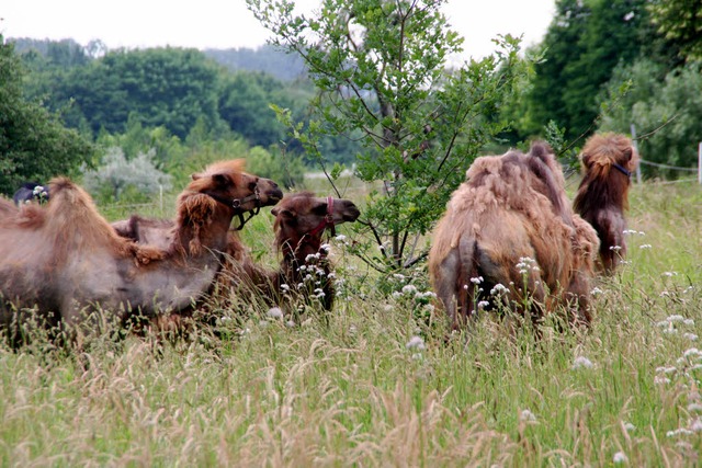 Drei Kamele des Circus Alberti verstec... Samstag sind sie aber sicher dabei.    | Foto: Fotos: Erika Sieberts