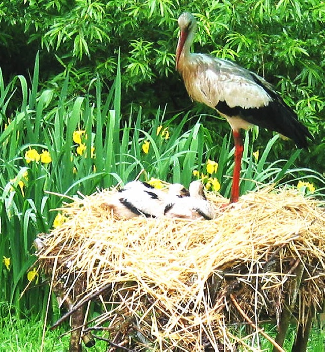 Im Vogelpark Steinen knnen Jungstrch...n auch etliche andere Tiere bekommen.   | Foto: Privat