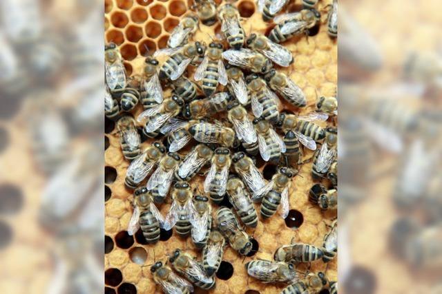 Nicht nur Beize gegen Bohrer setzt den Bienen zu