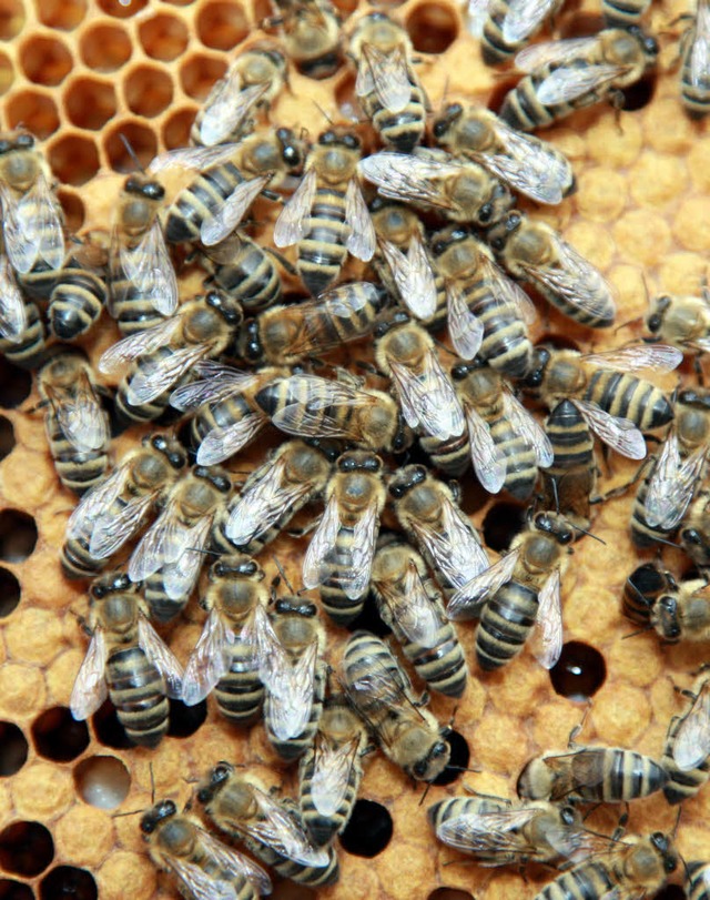 Die Bienen sind vor allem fr  die Bestubung unersetzlich.   | Foto: dpa