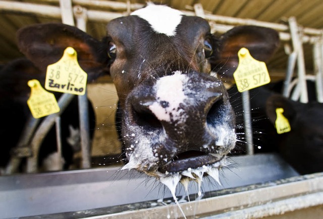 Zur Not muss man die Milch halt selber trinken.   | Foto: dpa