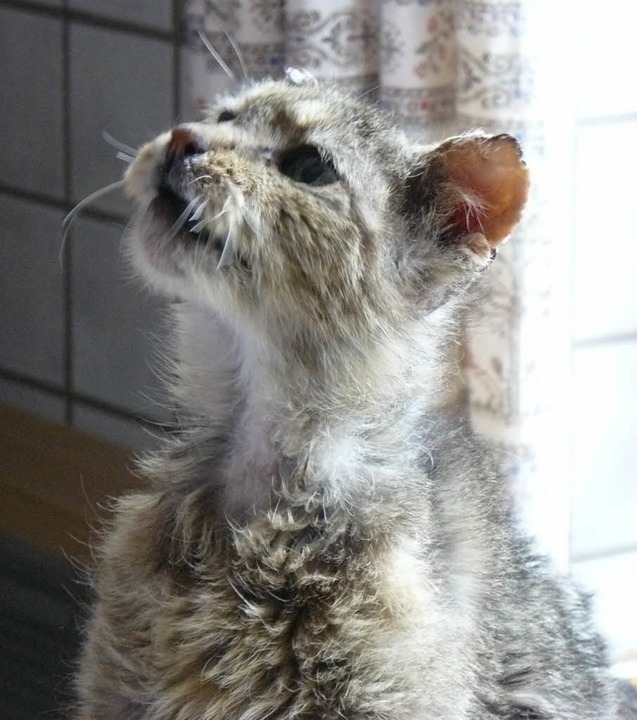 Kopf hoch: Kater Struppi hat Glck geh...mmert sich jetzt der Tierschutzverein.  | Foto: bz