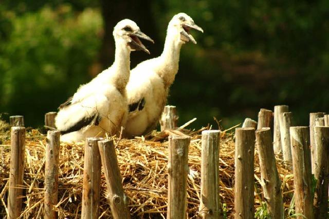 Bilder des Tages: ERSTES GEKLAPPER