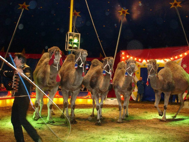 Tierdressuren sind ebenso gut im Programm des   National-Circus Louis Knie...   | Foto: BZ
