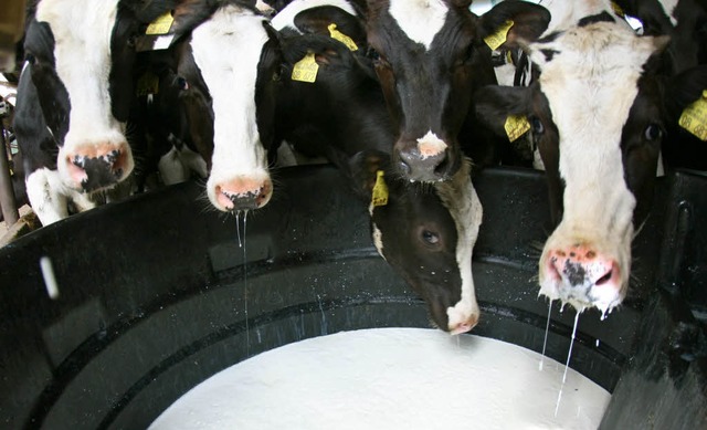 Wie hier  auf einem Hof im schleswig-h... statt sie an die Molkerei abzugeben.   | Foto: dpa