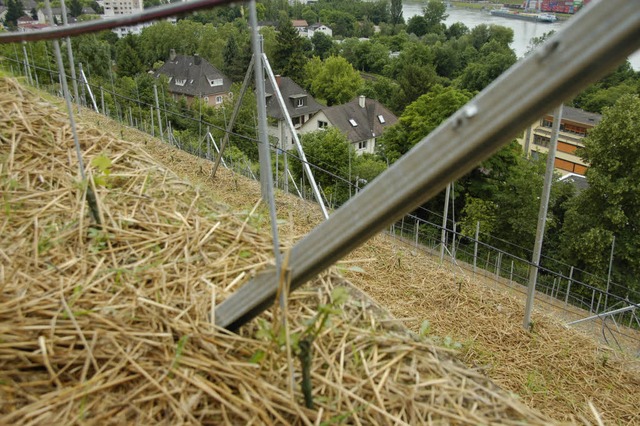 Die Querterrassierung am Hornfelsen is... die neuen Rebstcke sind gepflanzt.    | Foto: Hary Wickert