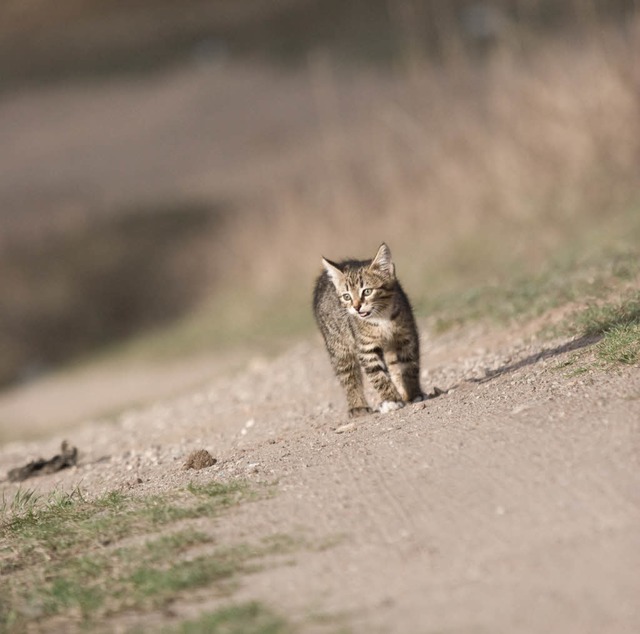 Manche Haustiere streunen alleine durc...en Husern eingesperrt oder angekettet  | Foto: Fotolia