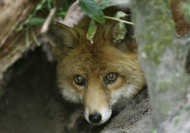 Ganz niedlich, dieser Rotfuchs. Aber n... mit Krankheiten auf die Pelle rckt.   | Foto: ddp