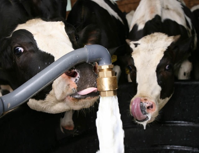 Mmh &#8211; frische Milch!  | Foto: dpa