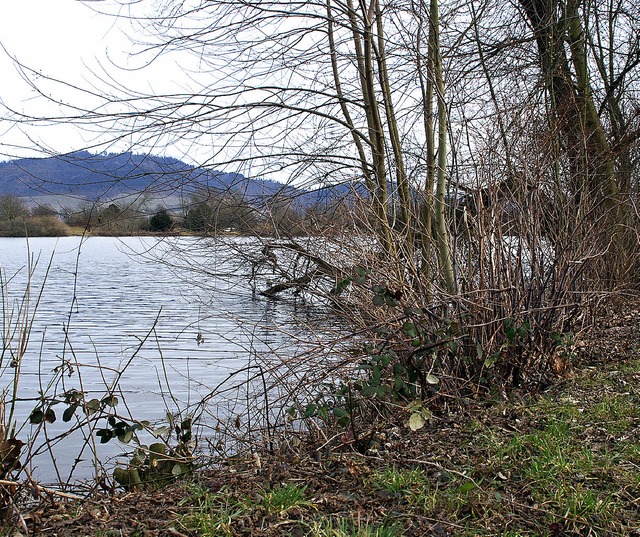 Gute Wasserqualitt, aber ein Sanierungsfall: der Gifizsee.   | Foto: Siefke