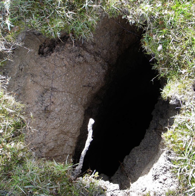 Das Loch in den Oberacherner Reben wird erforscht.   | Foto: Amt