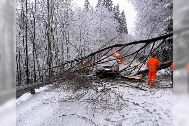 Baum strzt direkt vor Auto auf Kreisstrae