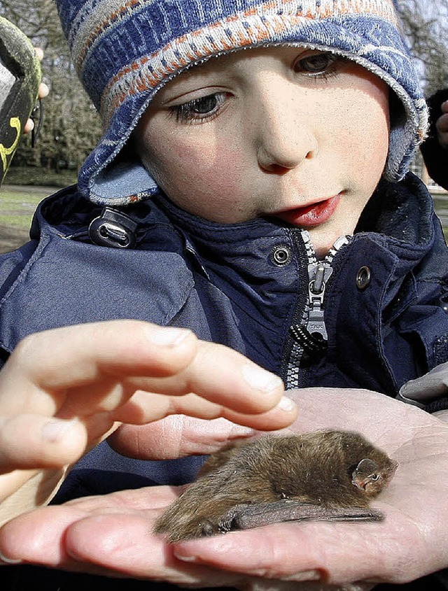 Niedlich und doch im Bestand gefhrdet: Fledermuse  | Foto: fssel