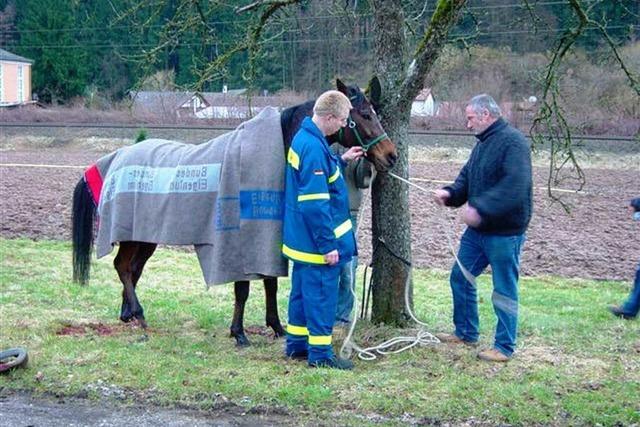 Entlaufenes Pferd hlt Polizei und THW Biberach auf Trapp