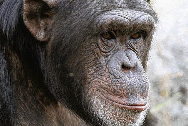Schimpanse legt ein Waffenarsenal an