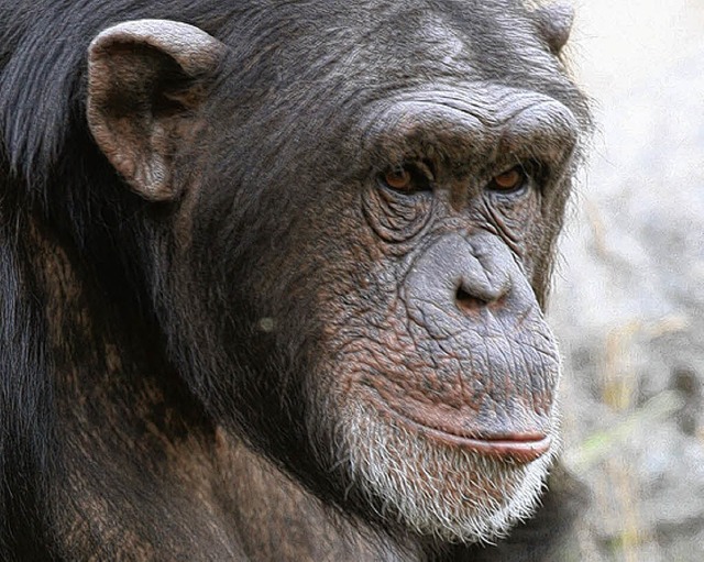 Organisiert dieser Schimpanse gerade seinen Alltag?  | Foto: dpa