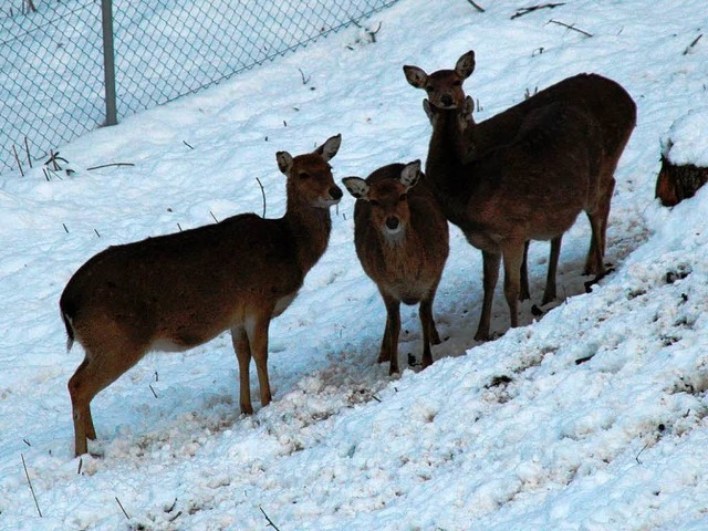 Noch bis vor wenigen Tagen standen die Sika-Hirsche im Schwarzwaldzoo im Schnee.  | Foto: Hubert Bleyer