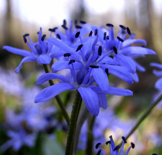 Der Blaustern (Foto oben) und der Mrz...m Mooswald wachsen und zurzeit blhen.  | Foto: Andreas Braun