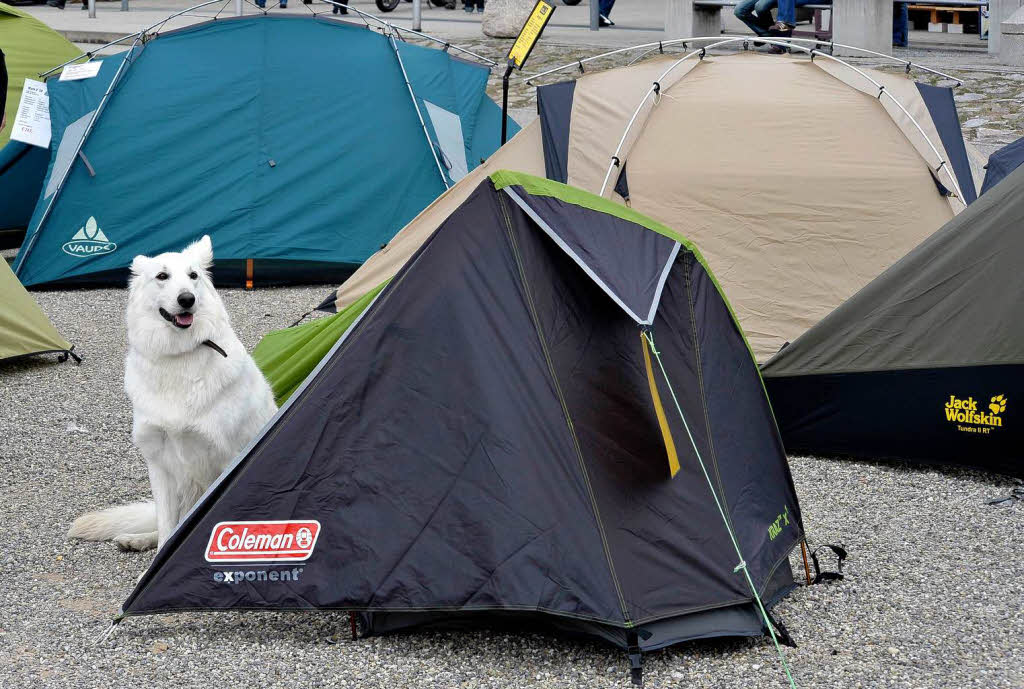 Auch Lara, die weie Schferhndin hat ihre Hundehtte gefunden.