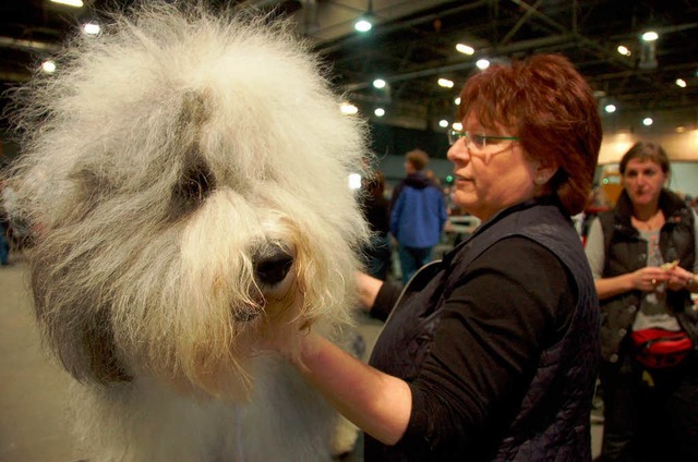 Bobtail Nicki wird von Doris Haas aus ...en Auftritt vor der Jury vorbereitet.  | Foto: Helmut Seller