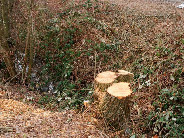 Die traurigen Reste der Trauerweide.  | Foto: Marlies Jung-Knoblich