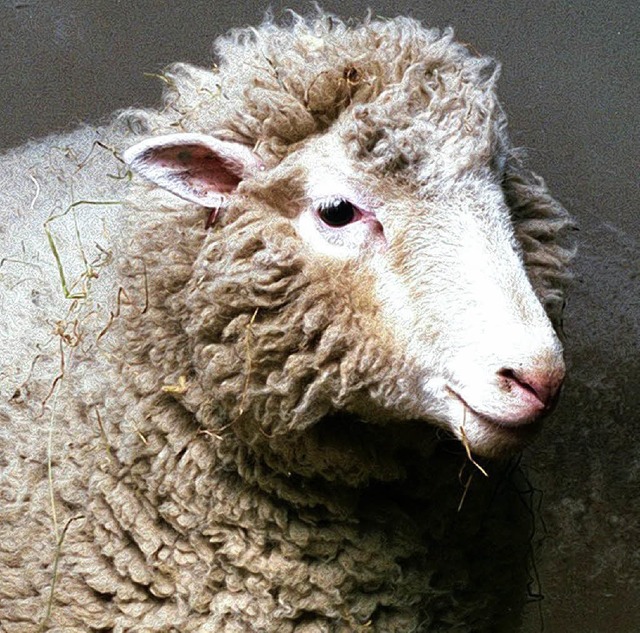 Geklontes Tier: Ein Foto von Dolly ist mehr als das Bild eines Schafs.   | Foto: dpa