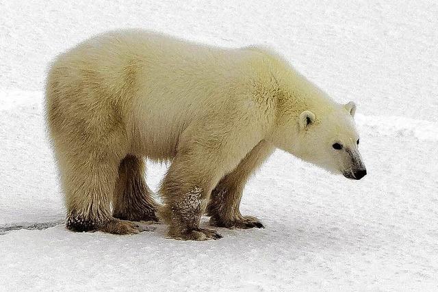 Hilfe fr die Eisbren