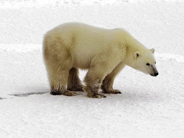 Noch gibt es fr die Eisbren gengend...ch auf der Erde wird es  immer wrmer.  | Foto: AFP