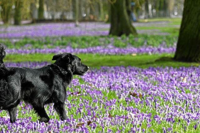 Hetzen Hunde Rehe im Freiburger Stadtwald zu Tode?