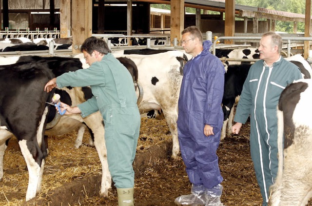 Die Khe des Freistetter Landwirts Fri...le in Aktion (von rechts nach links).   | Foto: P. heck