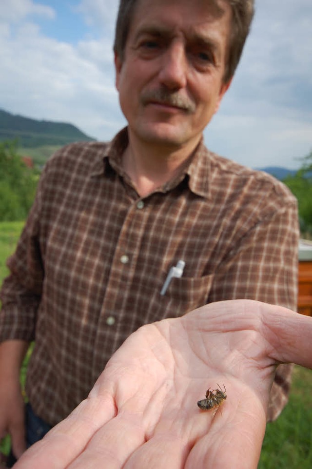 Martin Eschbach mit einer toten Biene   | Foto: Gertrude Siefke