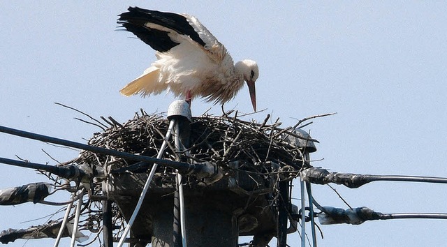 Umgeben von Stromleitungen: Ob er sich hier wohlfhlt?   | Foto: Arbandt