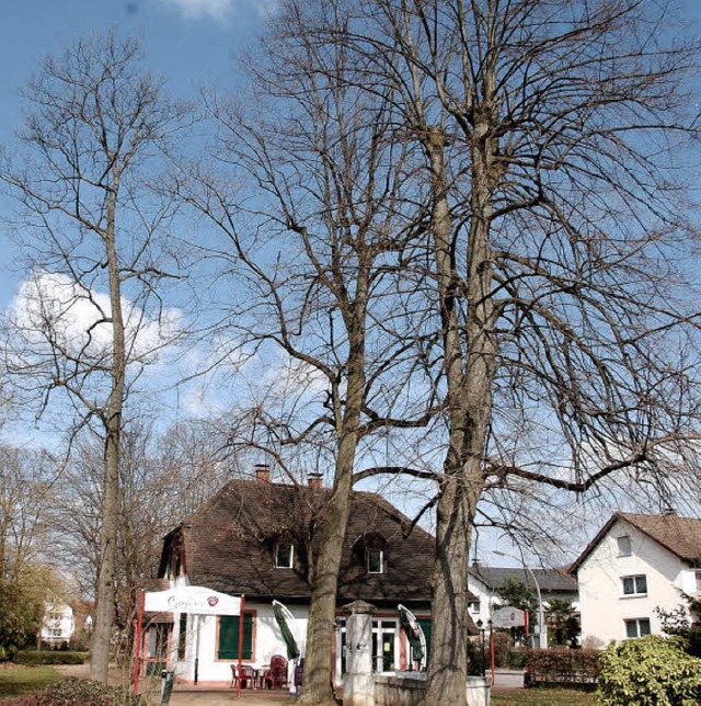 Einige der ltesten Bume im Stadtgebiet stehen im Lublinpark.   | Foto: Frey