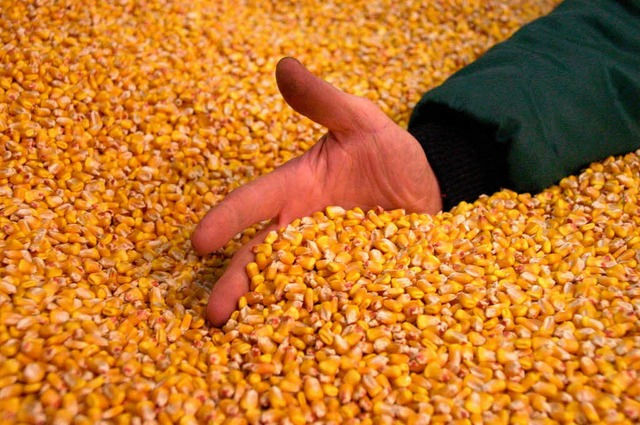 Der Preisverfall bei Getreide    hat b...ztjhrigen Ernte auf Lager halten.      | Foto: Faller