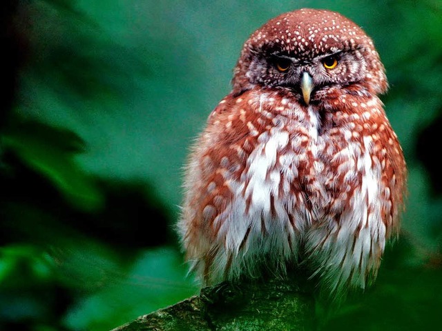 Putziger Vogel, der viel Ruhe braucht....ehindert das Bauvorhaben am Notschrei.  | Foto: fotolia.com/Naturablichter