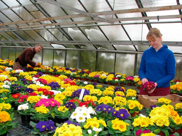 Manfred Kaufmehl und   die Zierpflanze...nna Rees pflegen die Frhlingsblumen.   | Foto: ulrich kluge